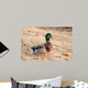 Canard