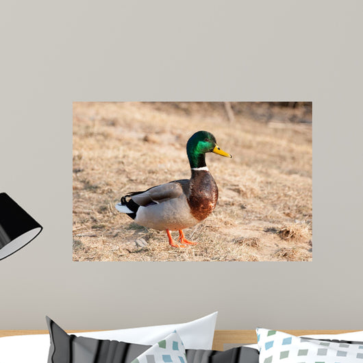 Canard