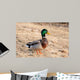 Canard