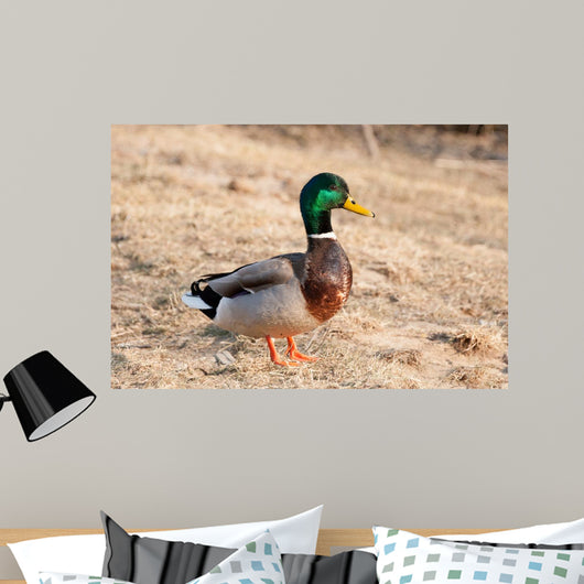 Canard