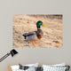 Canard