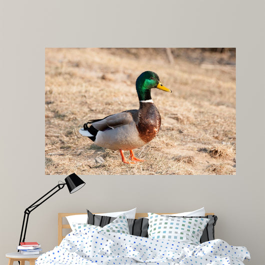 Canard