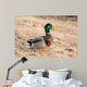 Canard