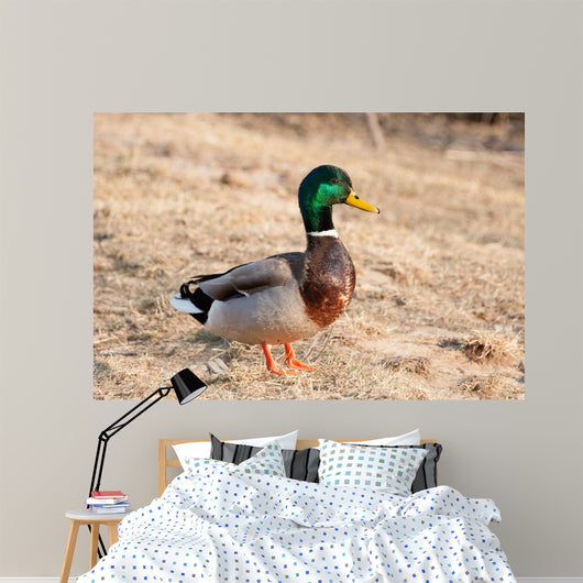 Canard