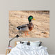Canard