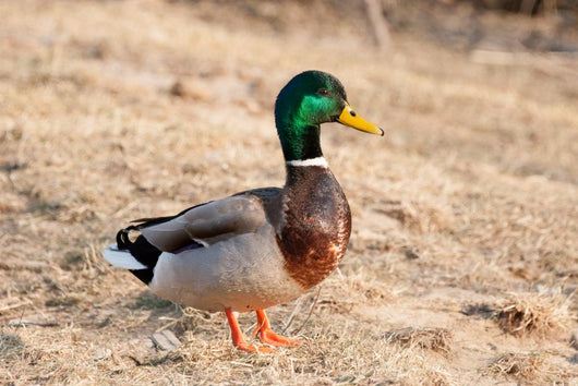 Canard