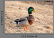 Canard