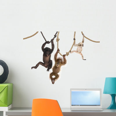 Young Orangutan Young Pileated Wall Decal shown on a wall