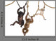 Young Orangutan Young Pileated Wall Decal