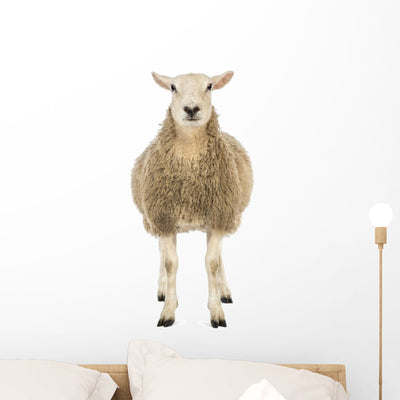 Front Sheep Looking Camera Wall Decal shown on a wall