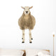 Front Sheep Looking Camera Wall Decal