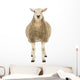 Front Sheep Looking Camera Wall Decal