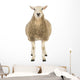 Front Sheep Looking Camera Wall Decal