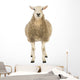 Front Sheep Looking Camera Wall Decal