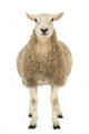 Front Sheep Looking Camera Wall Decal