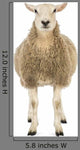 Front Sheep Looking Camera Wall Decal