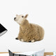 Sheep Lying and Looking Wall Decal