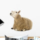 Sheep Lying and Looking Wall Decal