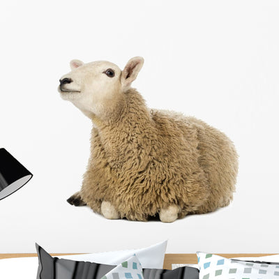 Sheep Lying and Looking Wall Decal shown on a wall