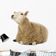 Sheep Lying and Looking Wall Decal