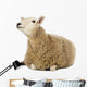 Sheep Lying and Looking Wall Decal