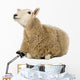 Sheep Lying and Looking Wall Decal
