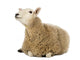 Sheep Lying and Looking Wall Decal