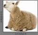 Sheep Lying and Looking Wall Decal