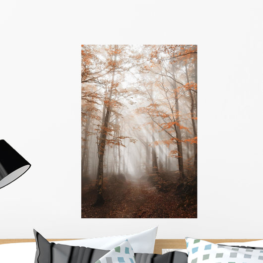 Path with Fog Forest