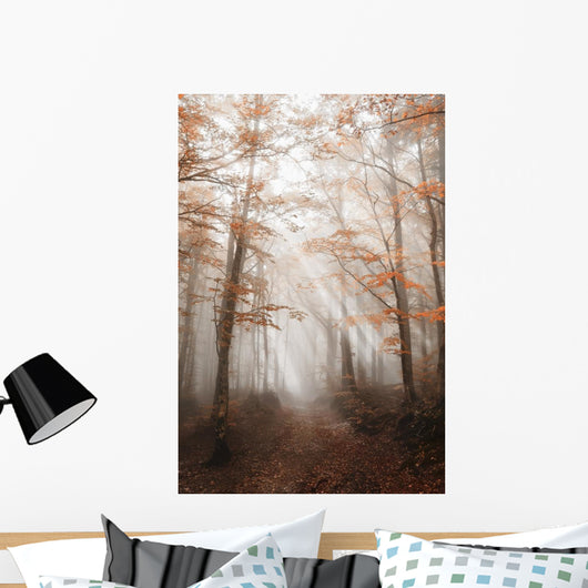 Path with Fog Forest