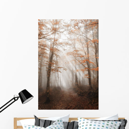 Path with Fog Forest
