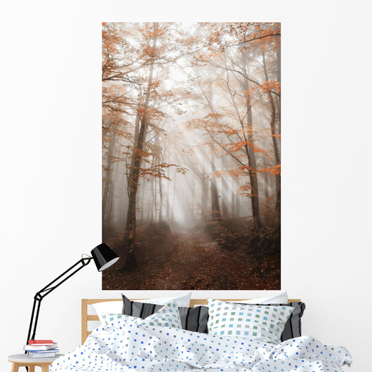 Path with Fog Forest