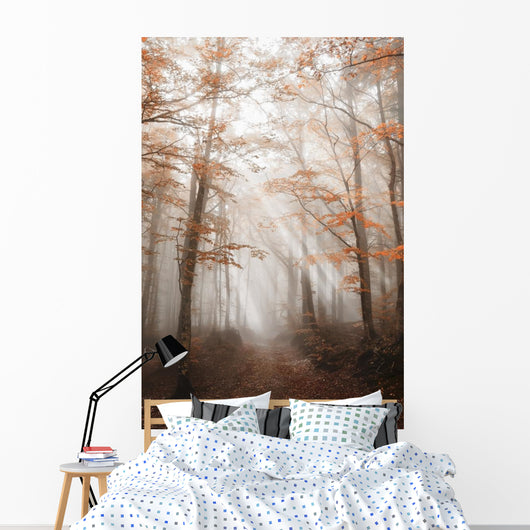 Path with Fog Forest