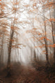 Path with Fog Forest
