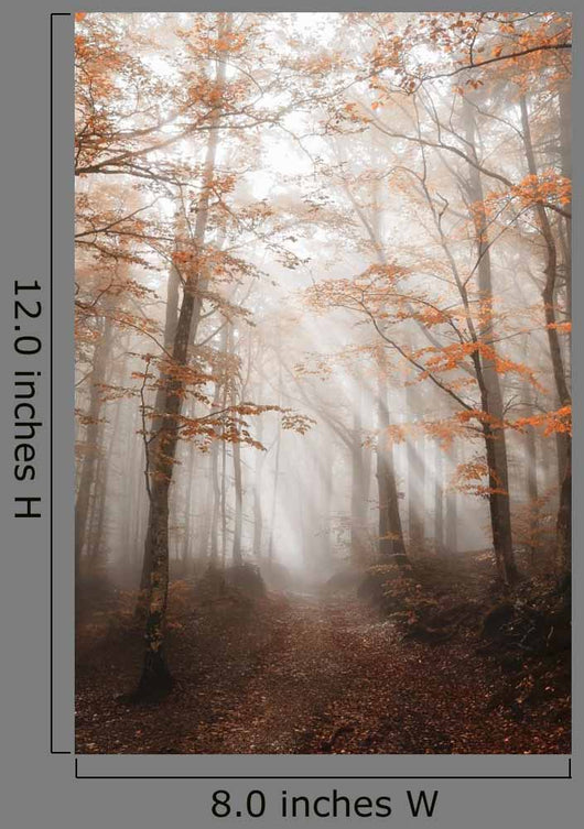 Path with Fog Forest