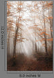 Path with Fog Forest