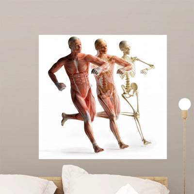 Anatomy Muscles shown on a wall