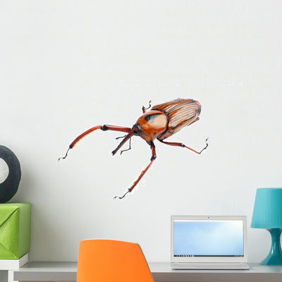Snout Beetle Wall Decal shown on a wall