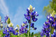Bluebonnets