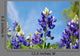 Bluebonnets
