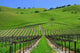 Vignes Californiennes Wall Decal
