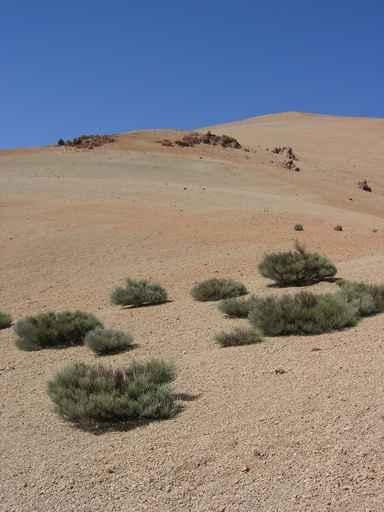 Drought Wall Decal