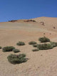 Drought Wall Decal
