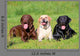 Three Labrador Retriever Dogs