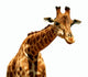 Giraffe Illustration Wall Decal
