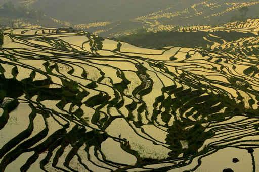Yuanyang 4 Wall Decal
