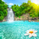 Lotus Flower Waterfall Pool