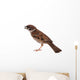 Sparrow