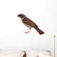 Sparrow