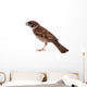 Sparrow